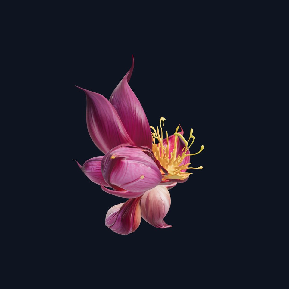 Exotic Flower Model Pack with PBR Textures